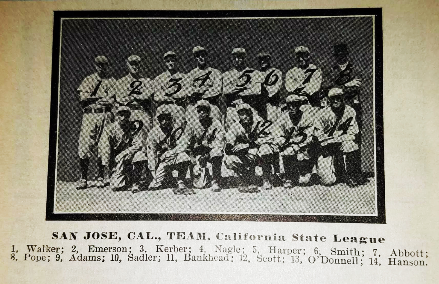 San Jose Bears - San José Sports Chronicle